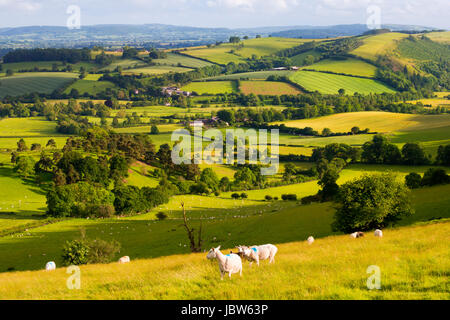 Campagne du Shropshire sud vu de Burrow Hill, près de l'Hopesay. Banque D'Images