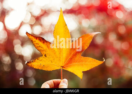 Woman holding yellow maple leaf, close-up Banque D'Images