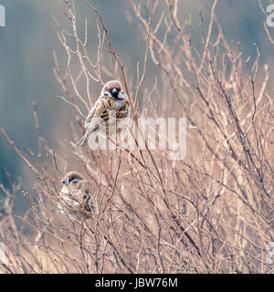 Cute Little sparrow assis sur la branche Banque D'Images