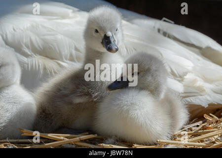 Cygnets mute swan (Cygnus olor) sur un nid avec la mère à Abbotsbury Swannery, Abbotsbury, Dorset, England, UK Banque D'Images