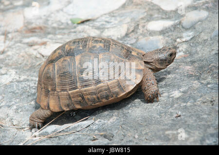 Dans Landschildkröte der türkischen Ägäis Banque D'Images