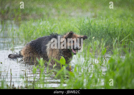 Berger Allemand secouer l'eau dans le lac Banque D'Images