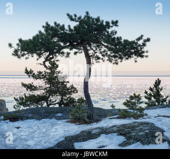 Seascape avec lonely tree et belle lumière du soir à l'heure d'hiver Banque D'Images