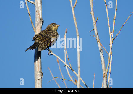 Red-Winged immatures Blackbird perché dans un arbre Banque D'Images