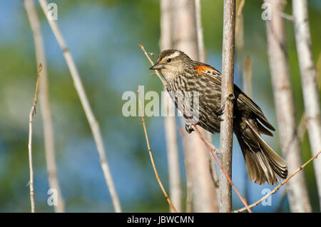 Red-Winged immatures Blackbird perché dans un arbre Banque D'Images