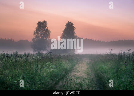 Paysage avec la brume et le brouillard à une nuit d'été dans le nord de l'Europe Banque D'Images