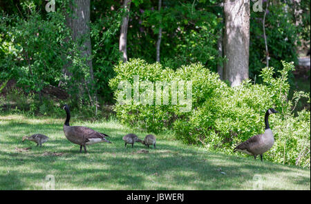 Des Oies et oisons Banque D'Images