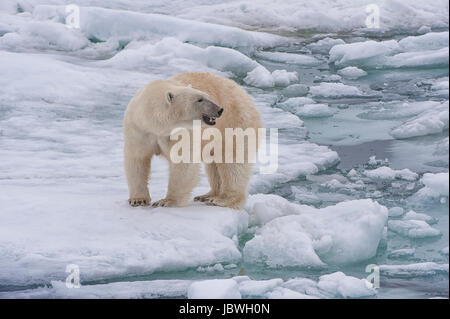 Femme ours polaire (Ursus maritimus), archipel du Svalbard, mer de Barents, Norvège Banque D'Images