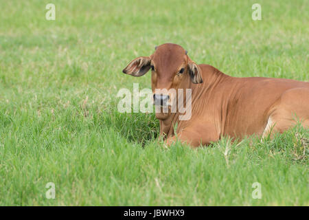 Bétail de Brahman dans un champ vert.American Vache Brahman Le pâturage sur l'herbe sur l'exploitation libre Banque D'Images