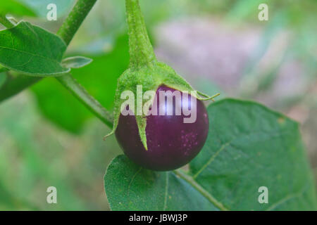 Légumes frais d'aubergine sur tree in garden Banque D'Images