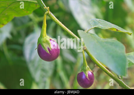 Légumes frais d'aubergine sur tree in garden Banque D'Images