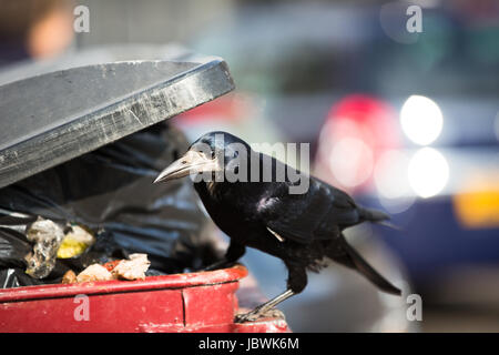 Raven se nourrissent de détritus dans une ville Banque D'Images