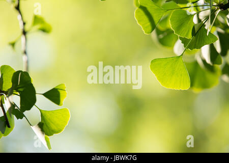 Le Ginkgo biloba arbre branche avec leafs contre fond vert luxuriant Banque D'Images