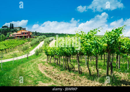 Les plantations de vigne et ferme en Toscane, Italie. Banque D'Images