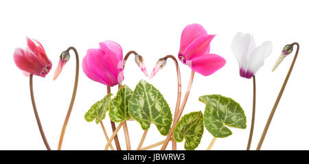 Cyclamen fleurs avec les feuilles et les bourgeons isolated on white Banque D'Images