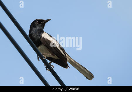 Magpie Oriental-robin ( Copsychus saularis ) perché sur un fil électrique. Nakhon Ratchasima, Thaïlande. Banque D'Images