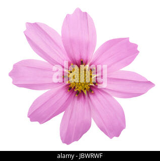 Jardin rose cosmos flower isolated on white Banque D'Images