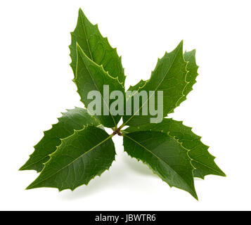 holly isolé sur fond blanc Banque D'Images