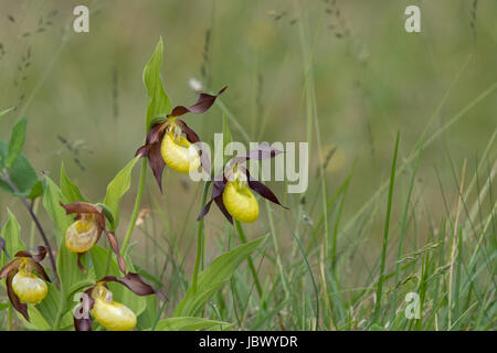 Lady Slipper Orchid, Cypripedium calceolus, démarche des castrats, UK Banque D'Images