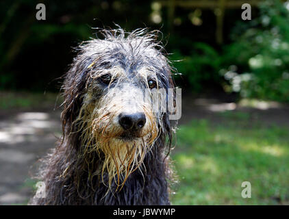 Close up d'un chien mouillé après une baignade Banque D'Images