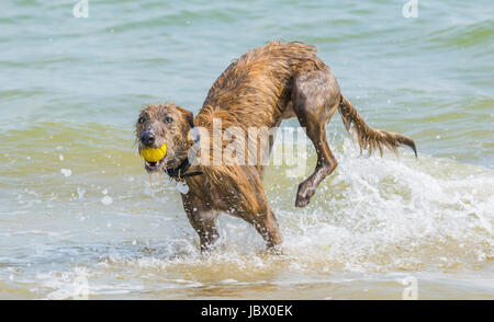 Chien dans la mer. Scottish Deerhound Lurcher chien jouant avec une balle dans la mer. Banque D'Images