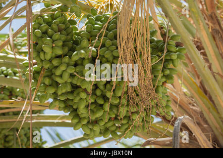 Annonces hanging in a date palm. Selective focus sur les dates Banque D'Images