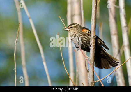 Red-Winged immatures Blackbird perché dans un arbre Banque D'Images