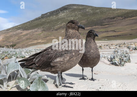 Îles Falkland Skua Banque D'Images