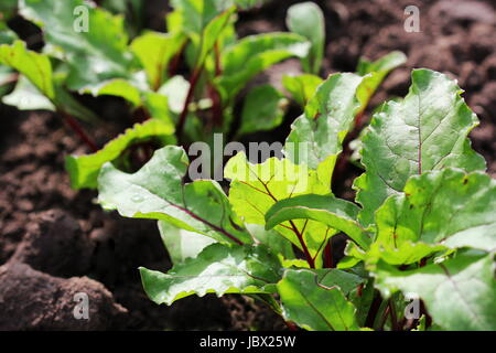 Les jeunes betteraves vert sur les plans d'un chemin dans le potager Banque D'Images