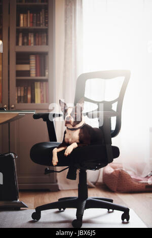 Portrait de boston terrier couché à la chaise de bureau de Banque D'Images