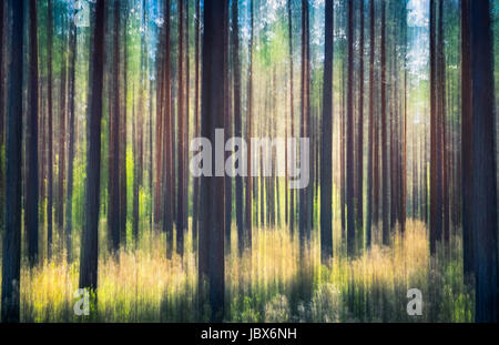 Whispering trees. Cet effet a été faite en balançant l'appareil photo. Cela a été pris par journée ensoleillée dans une forêt de pins, Nurmijärvi Finlande Banque D'Images