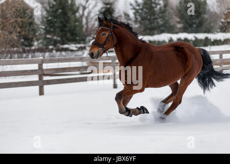 Beau cheval fonctionne sur un ranch derrière une clôture en hiver Banque D'Images