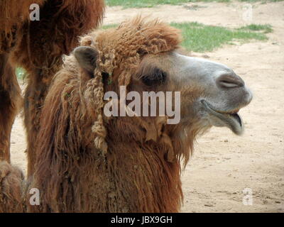 Double bosse de chameau,(Camelus bactrianus) Banque D'Images