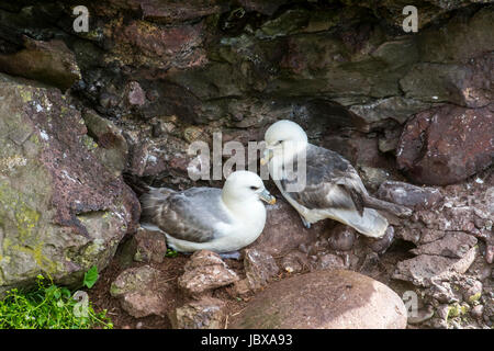 Les fulmars boréaux de l'Arctique / paire Fulmar (Fulmarus glacialis) nichant sur rock ledge dans sea cliff face à Seabird colony, Fowlsheugh, Ecosse, Royaume-Uni Banque D'Images