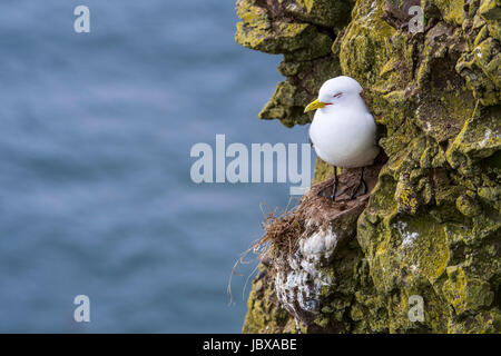 La mouette tridactyle (Rissa tridactyla) dormir sur rock ledge dans sea cliff face à Seabird colony, Ecosse, Royaume-Uni Banque D'Images