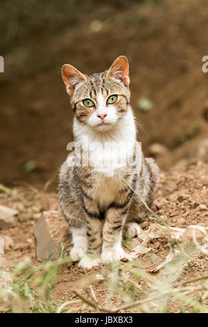 Jeune chat qui pose pour la photo Banque D'Images