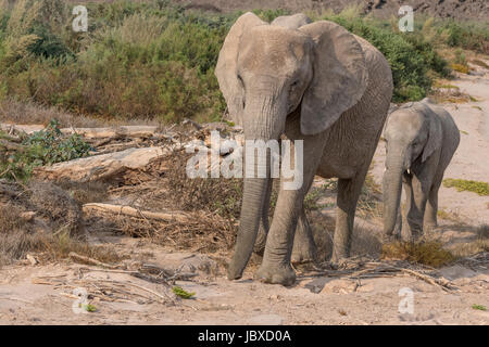 Adapté du Désert éléphants africains en Namibie se sont adaptés à leur sec, semi-désert environnement en ayant une plus petite masse corporelle avec proportionnellement longe Banque D'Images