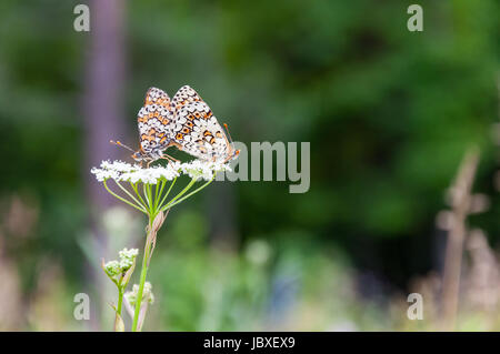 Paire de papillons sur une fleur blanche Banque D'Images