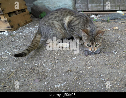 Chat domestique (Felis silvestris catus) avec une souris, Bavière, Allemagne Banque D'Images