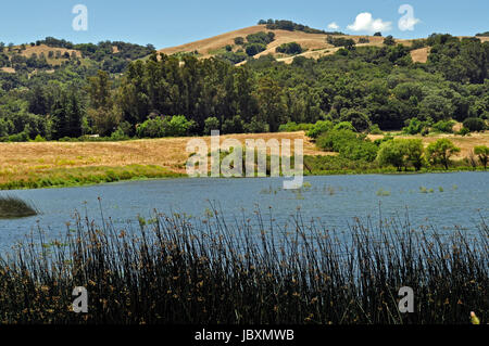 Grant Lake, Lac, Joseph D. Grant County Park, comté de Santa Clara, Californie, USA Banque D'Images