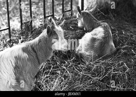 Deux chèvres assis sur hé en noir et blanc Banque D'Images