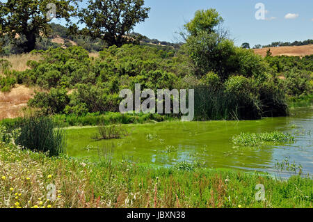 Le lac Grant, Joseph D. Grant County Park. CA Banque D'Images