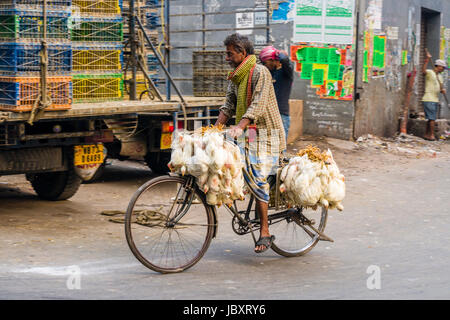 Le poulet sont liés ensemble et transportés en vélo dans le quartier nouveau marché Banque D'Images