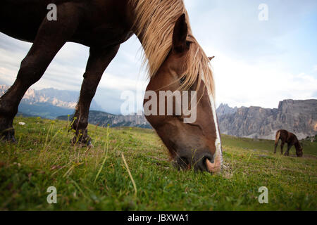 Un gros plan d'un cheval brun à la blonde manegrazeing sur un pré, Dolomites, Italie. Banque D'Images