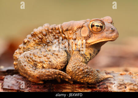 Homme Crapaud d'Amérique (Bufo americanus) avec un fond vert Banque D'Images