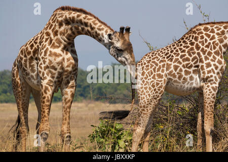 Girafe (Giraffa camelopardalis) ou de Thornicroft Girafe (Giraffa camelopardalis) thornicrofti Banque D'Images