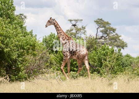 Girafe (Giraffa camelopardalis) ou peuple angolais Girafe (Giraffa camelopardalis angolensis) Banque D'Images