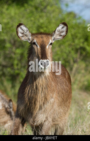 Cobe à croissant (Kobus ellipsiprymnus) Banque D'Images