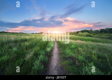 Promenade à travers champ herbe incroyable au coucher du soleil. Paysage d'été colorés de fleurs de l'herbe bien verte, sentier, beau ciel bleu avec des nuages roses au crépuscule Banque D'Images