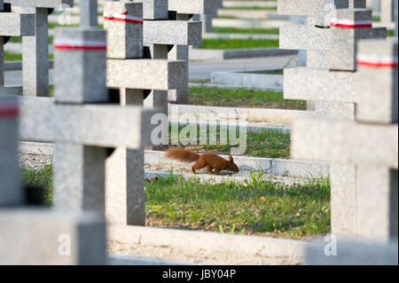 Écureuil rouge beeween tombes de soldats polonais sont morts pendant la guerre polonaise-Soviétique 19191921 sur le cimetière militaire de Powazki (Powazkach Cmentarz Wojskowy na) je Banque D'Images